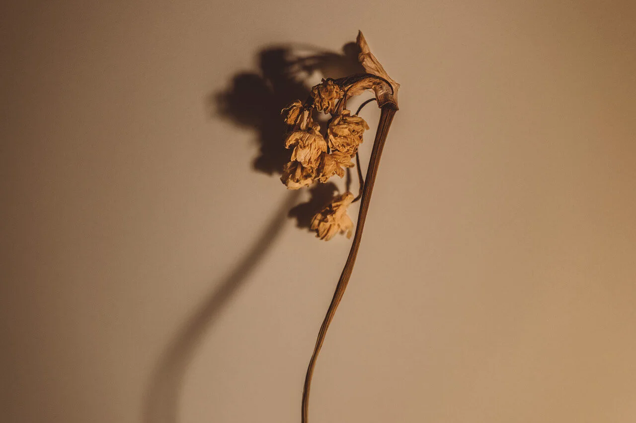 juliana-oh-photo-personal-flowers-ptii-4.JPG