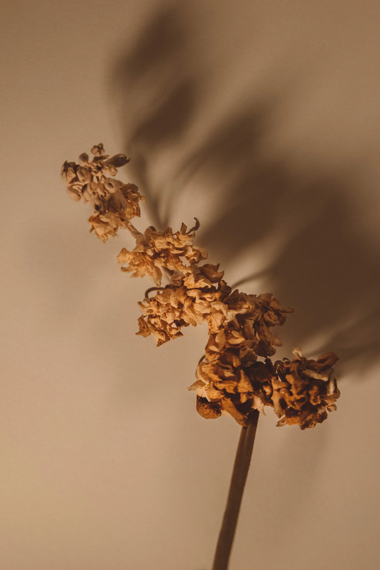 juliana-oh-photo-personal-flowers-ptii-1.JPG