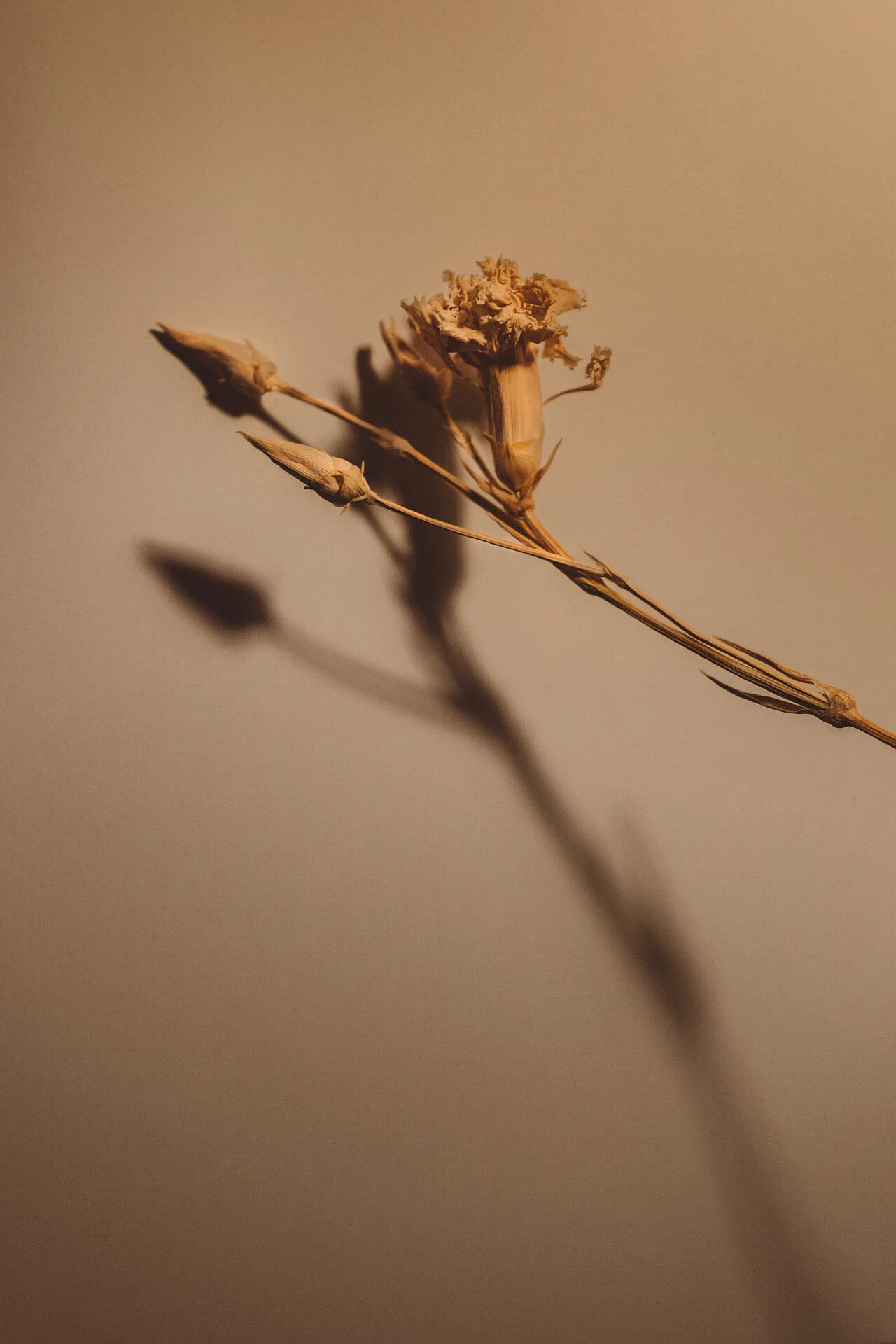 juliana-oh-photo-personal-flowers-ptii-5.JPG