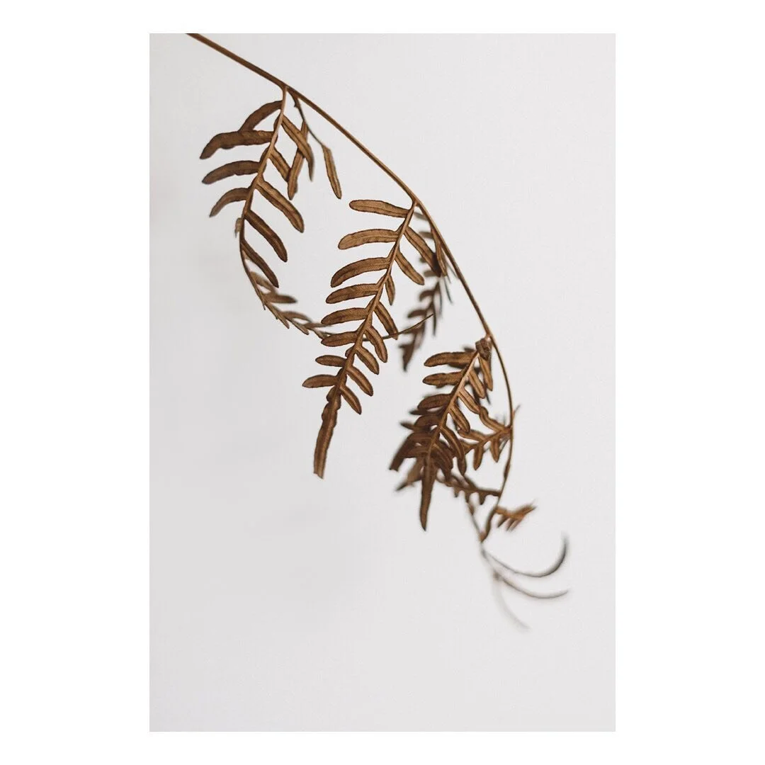 D R I E D
Beauty in the afterlife, preserving sentimentality.