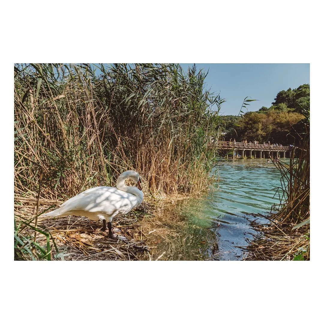 R &amp; R
Finding a peaceful moment away from the crowds. 🦢🌾