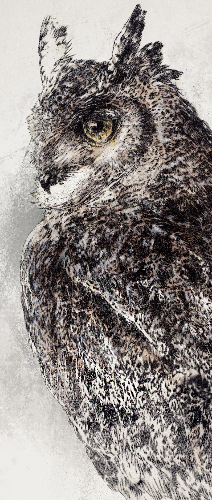 owl.jpg
