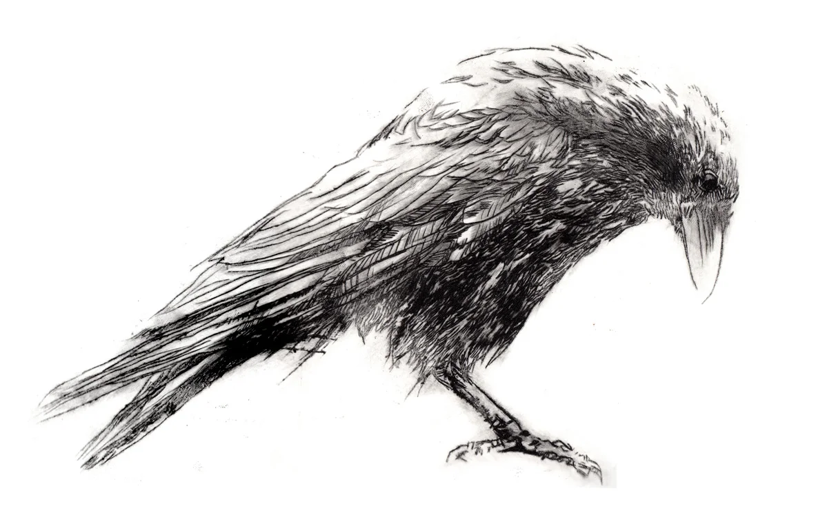 crow3.jpg