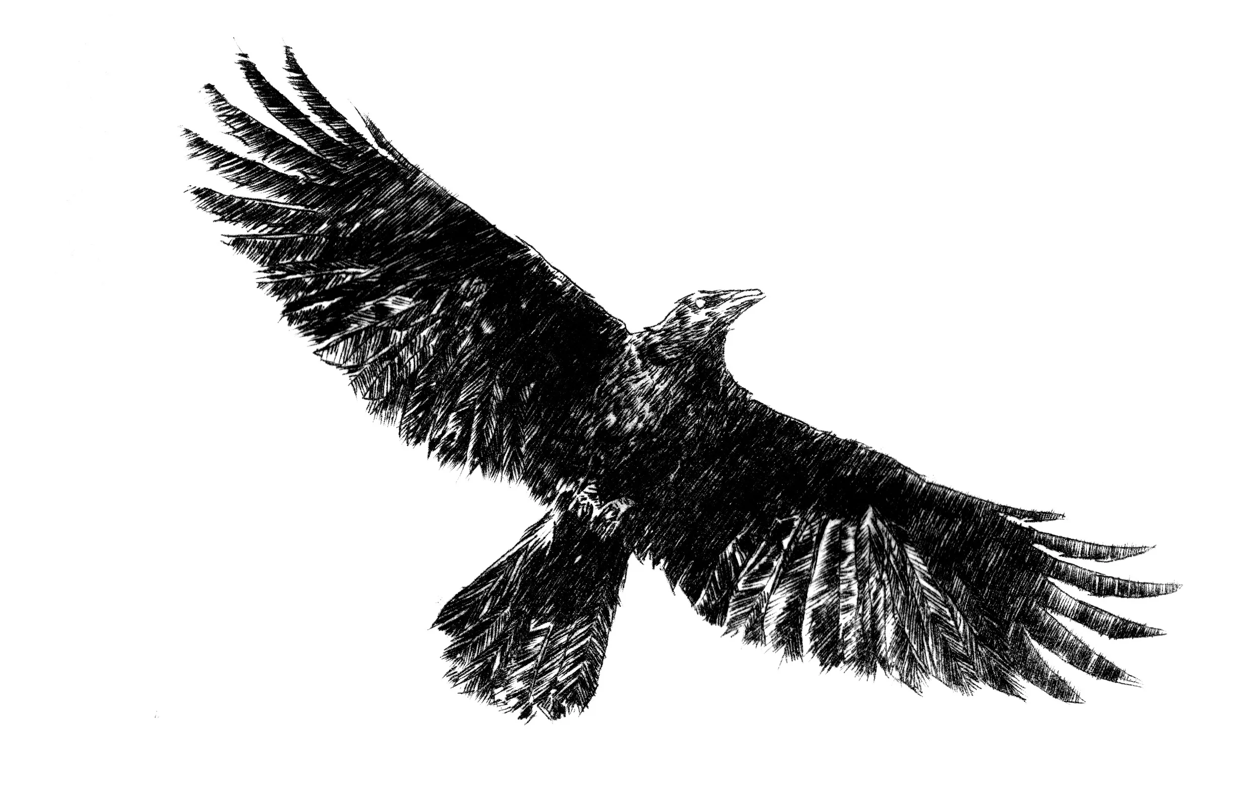 crow2.jpg