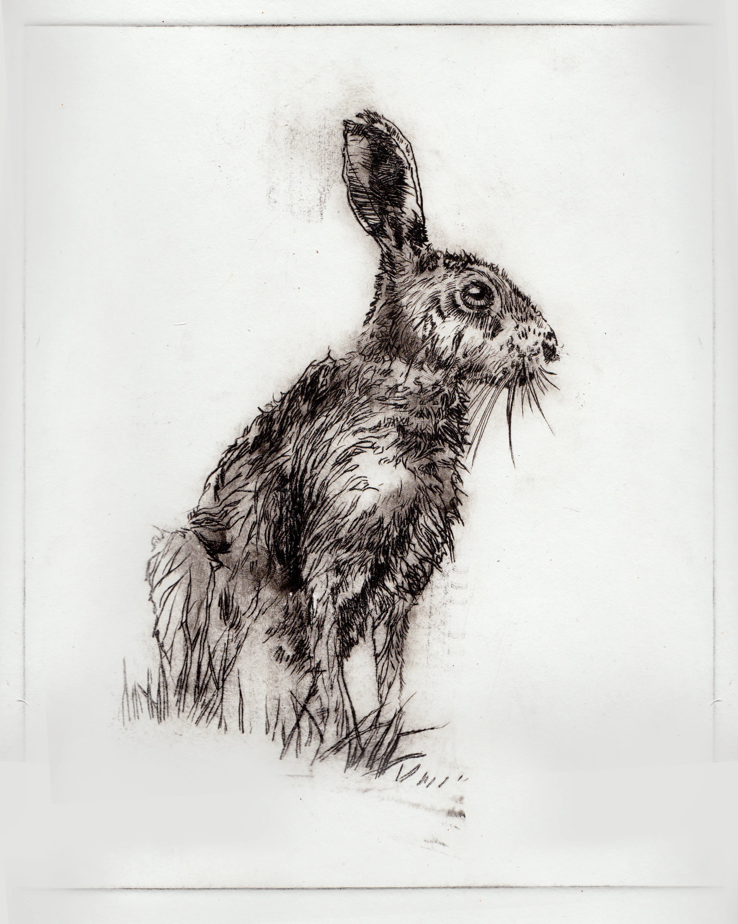 hare.jpg