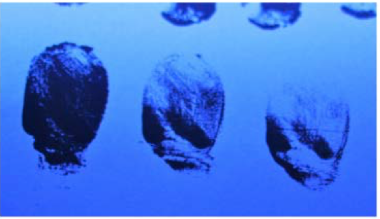 Fingerprints in white emulsion paint. Fluorescing black 3.png