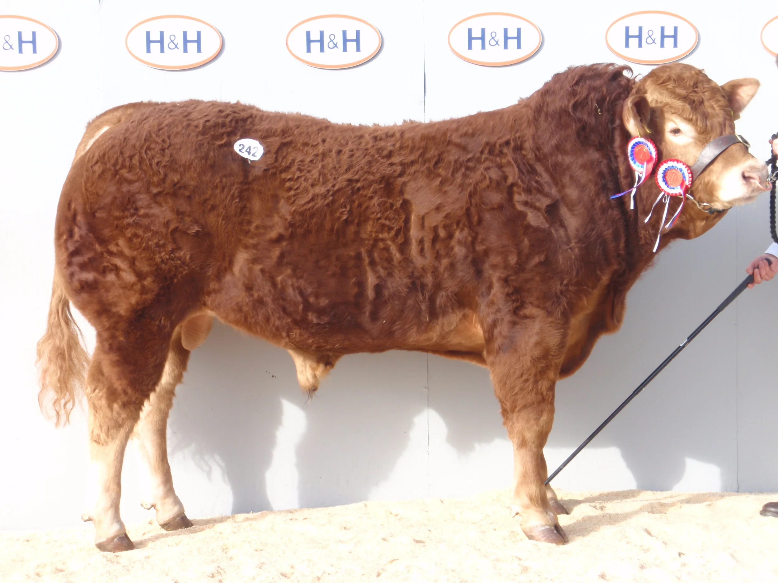 Haltcliffe DJ 72,000gns