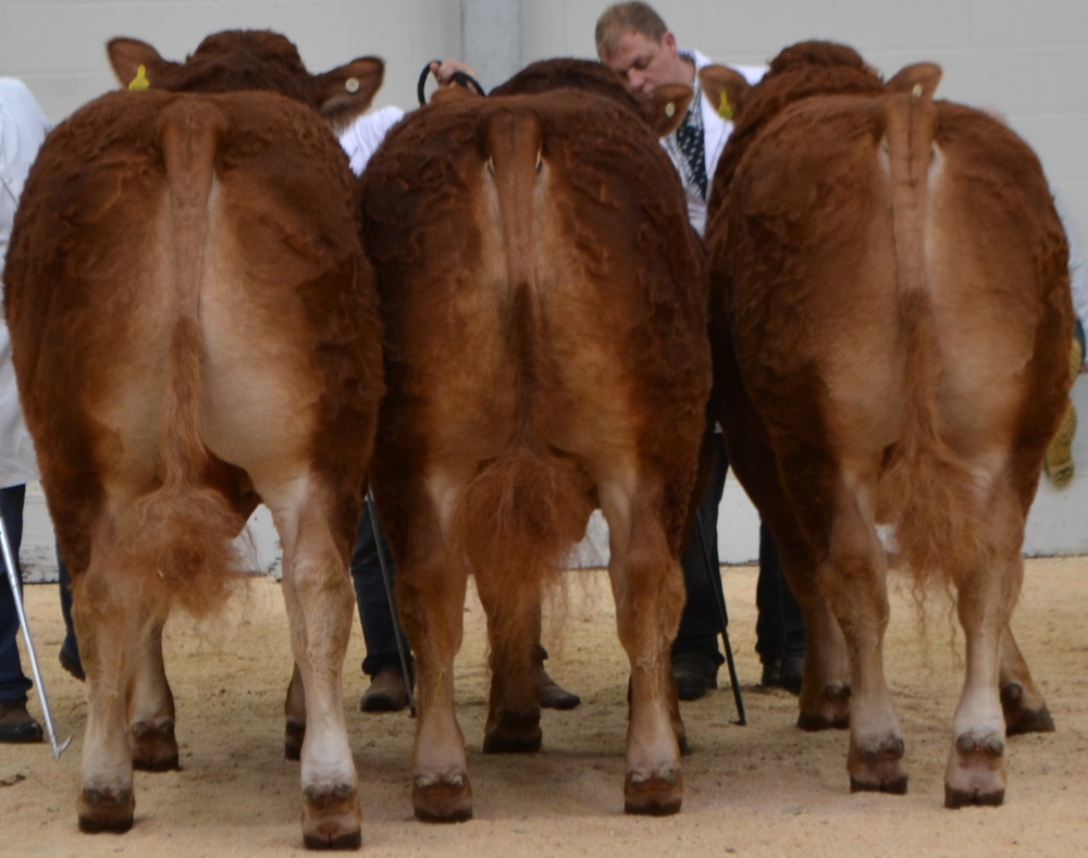 Reserve Carlisle group of 3