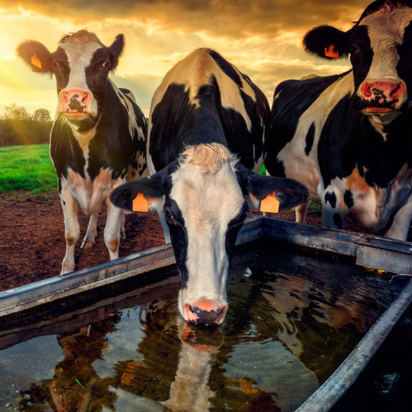 Nitrites and Nitrate in Well Water