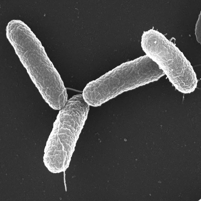 Salmonella Contamination