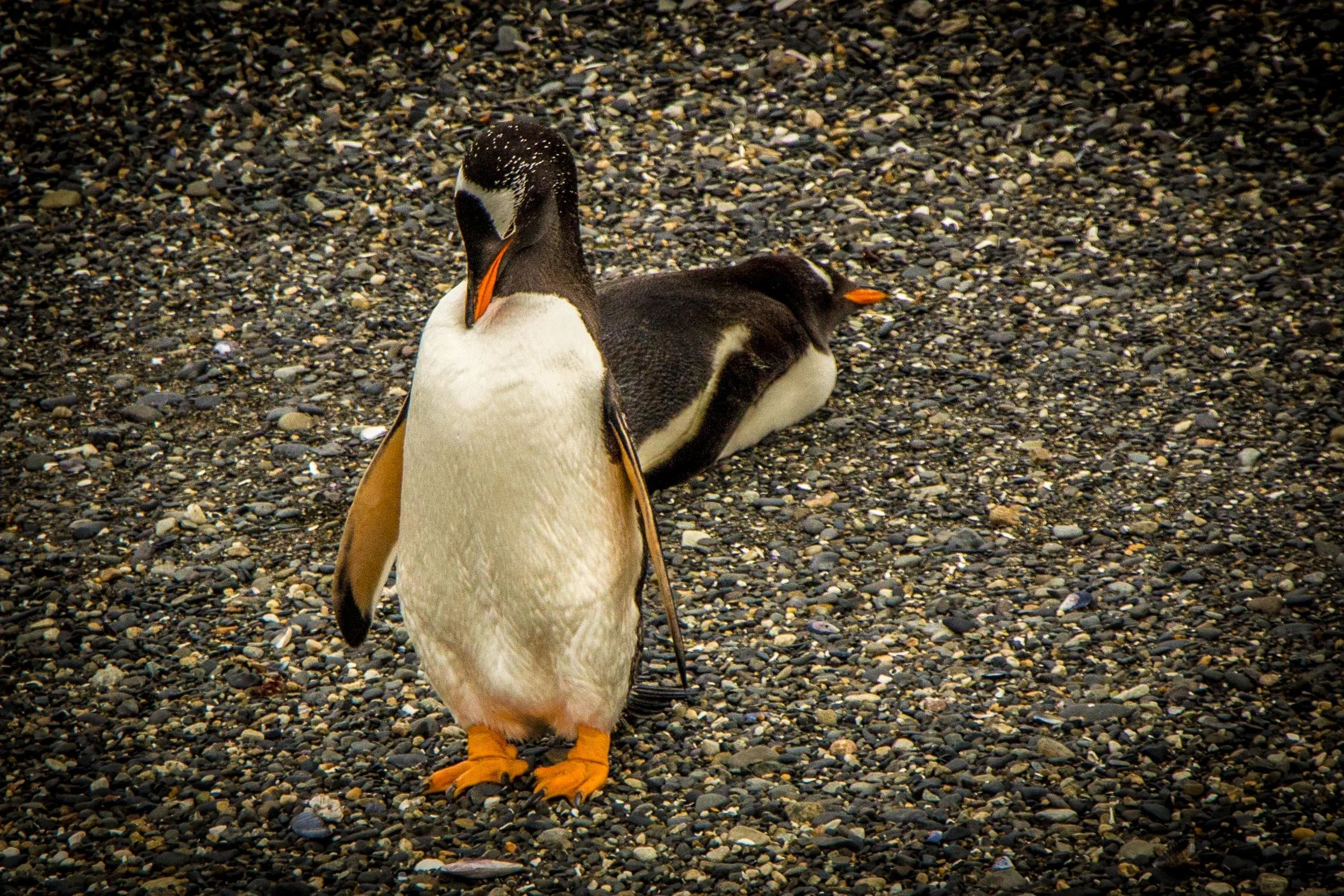 A pair of Gentoos