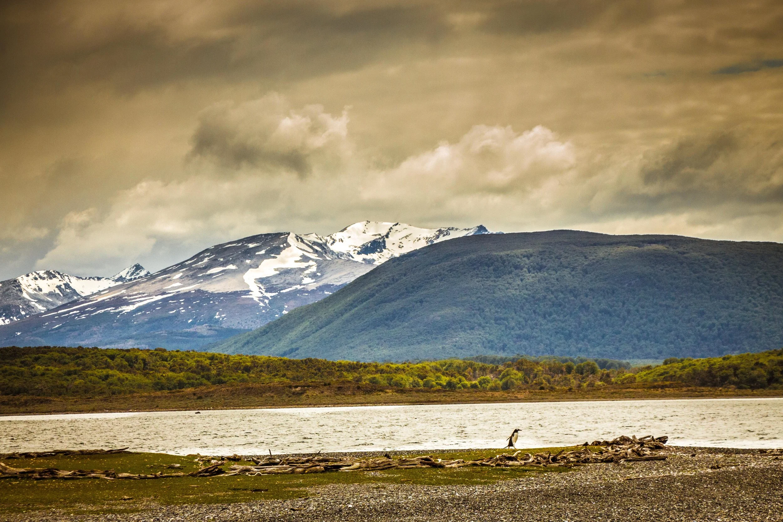 Penguins know how to choose a stunning spot for a walk