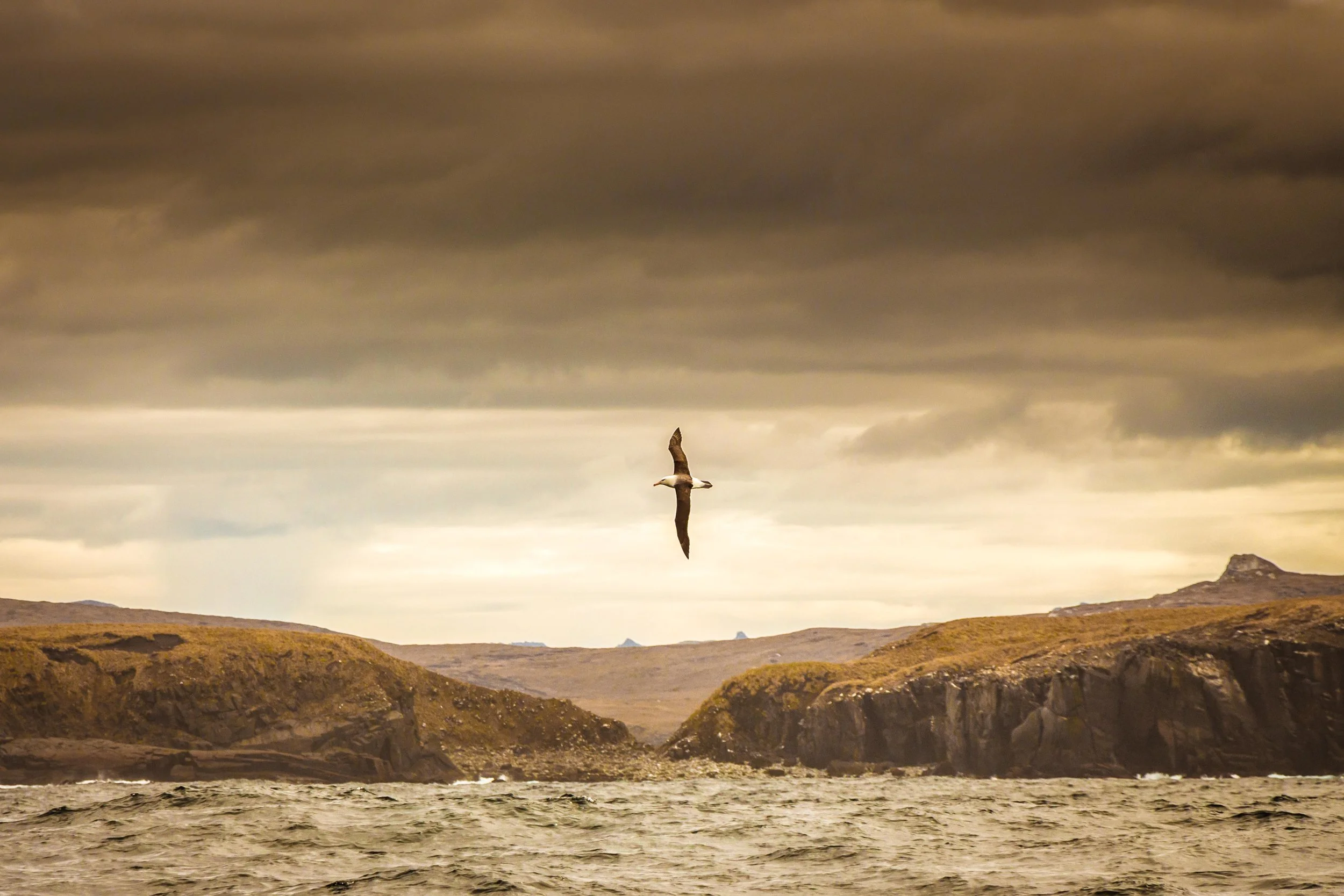 Albatross over Cape Horn
