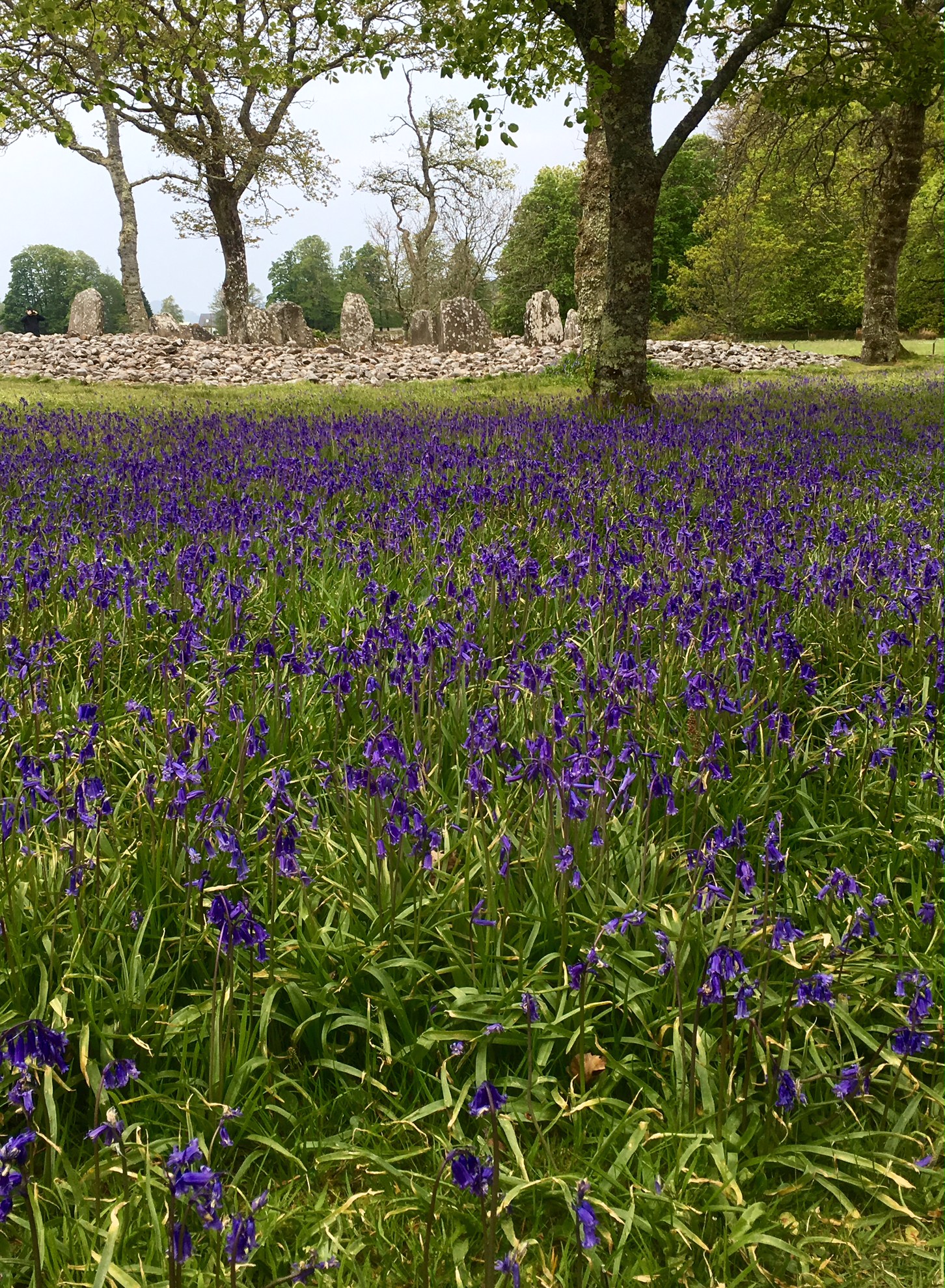 Temple Wood stone circle in the bluebells