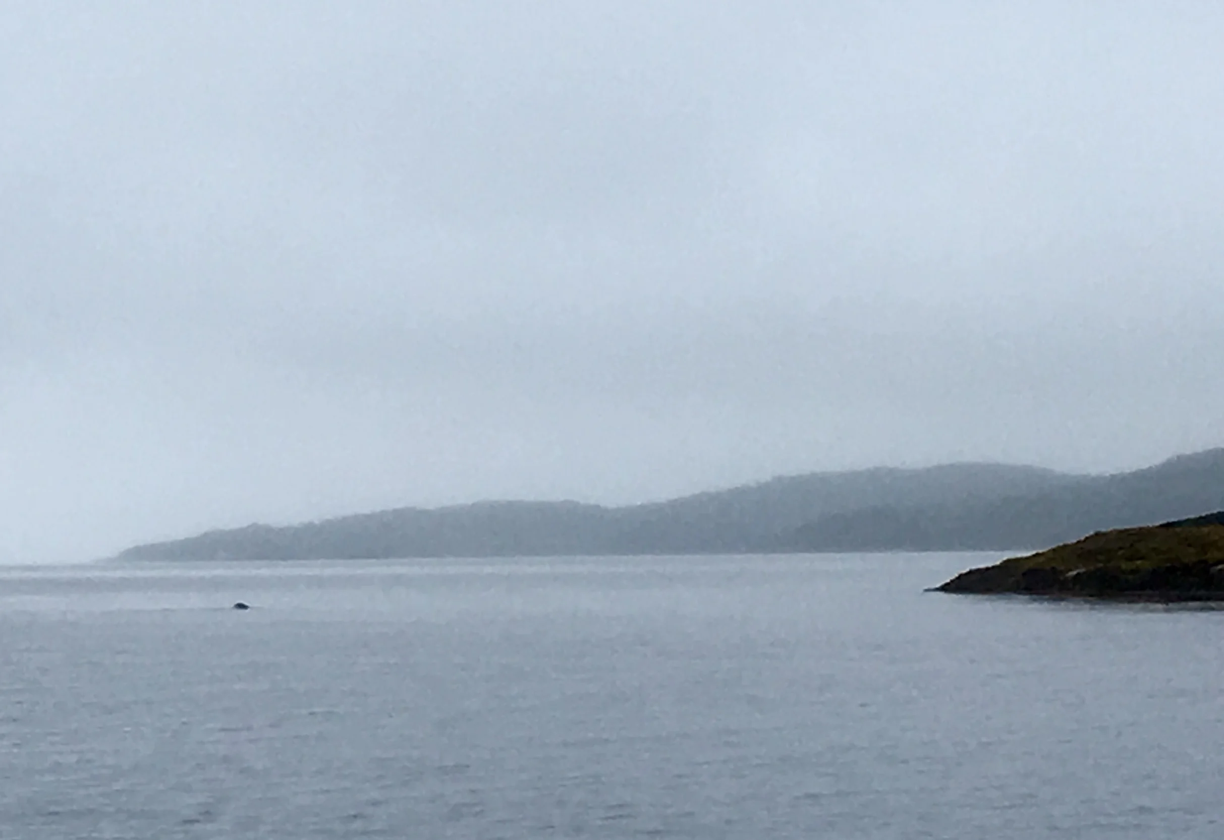 Spot the seal, he doesn't seem to mind the rain.