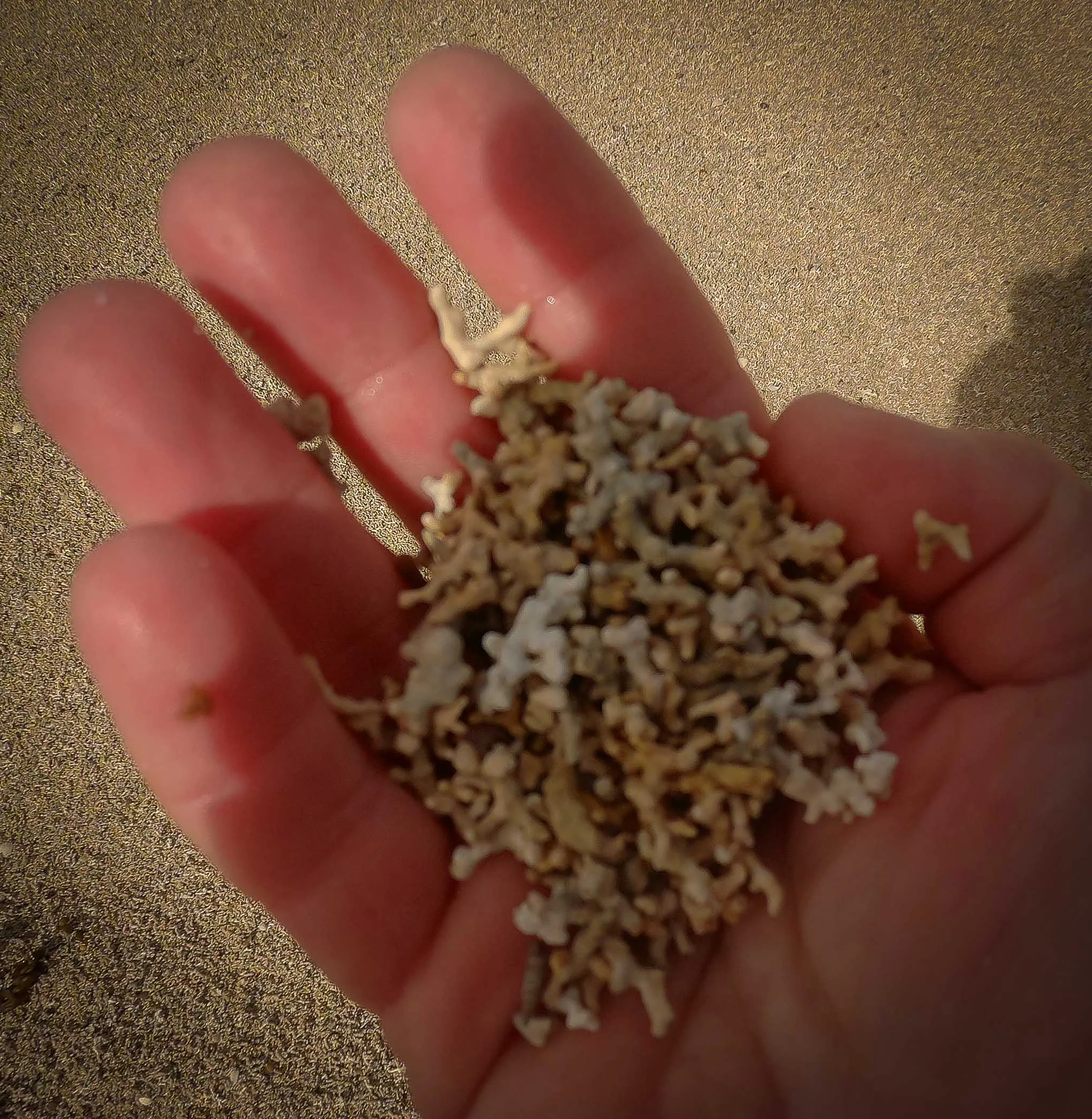 What looks like sand in the skerries is in fact a fossllised seaweed called marl.