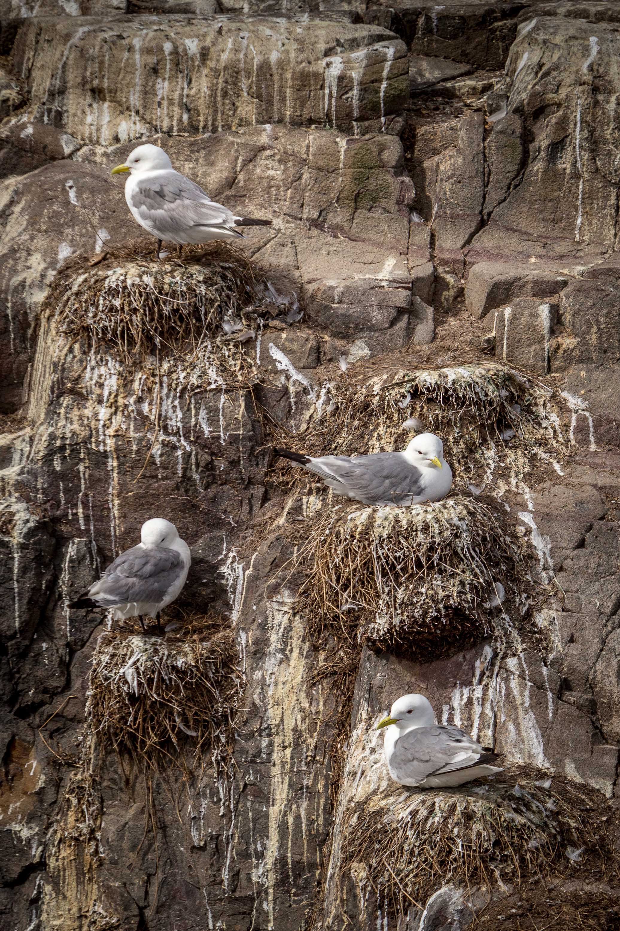 Kittiwakes on their cliff side nests