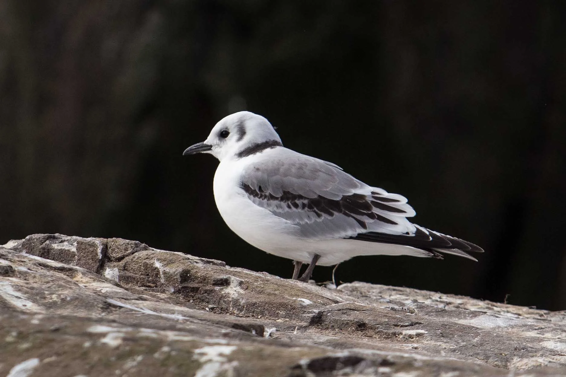 Juvenile kittiwake