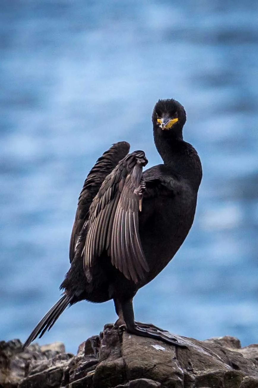 Shag holding it's wings out to dry