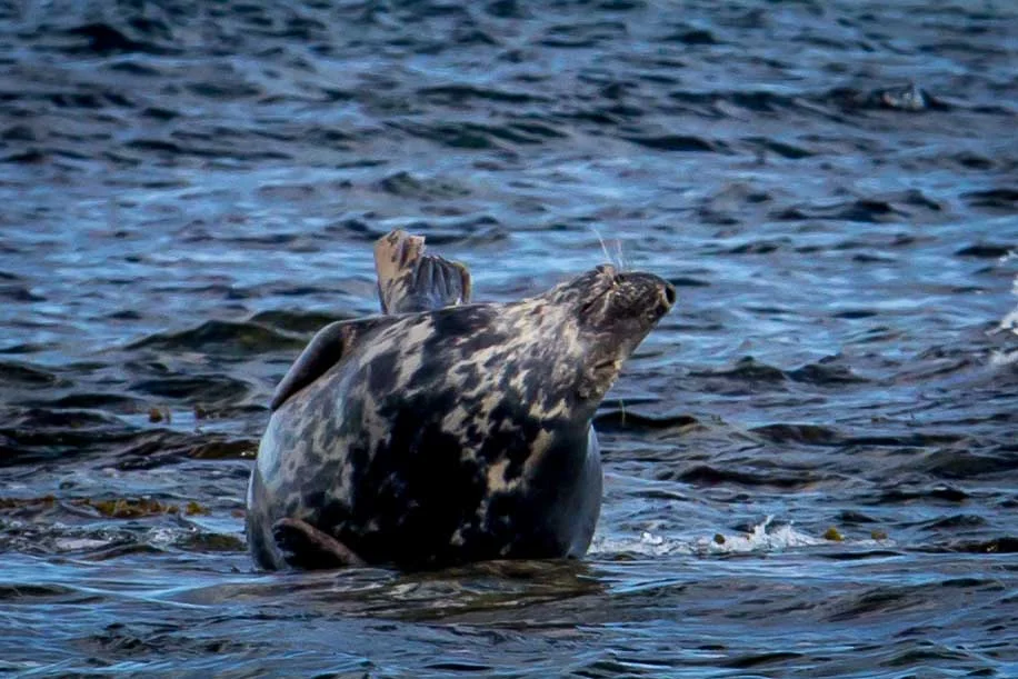 Pregnant female grey seal looking pretty happy with life