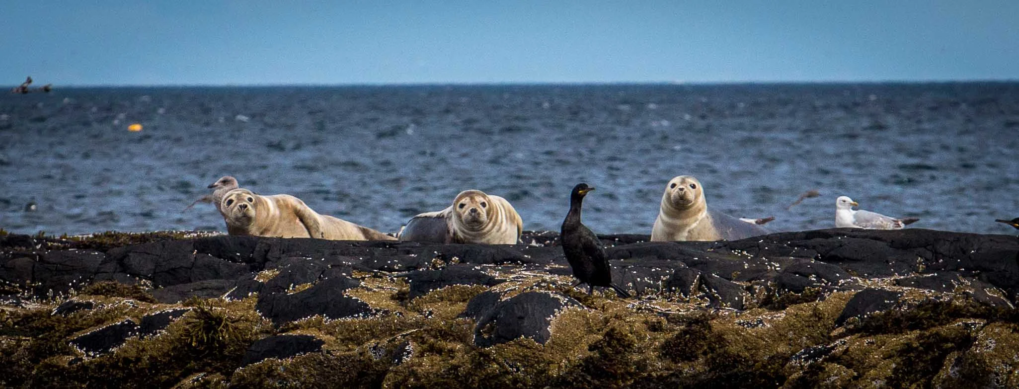 Young grey seals, they are independent hunters now but during their first few weeks they were fed milk by their mother that is 50% fat, a bit different to our 2% semi-skimmed!