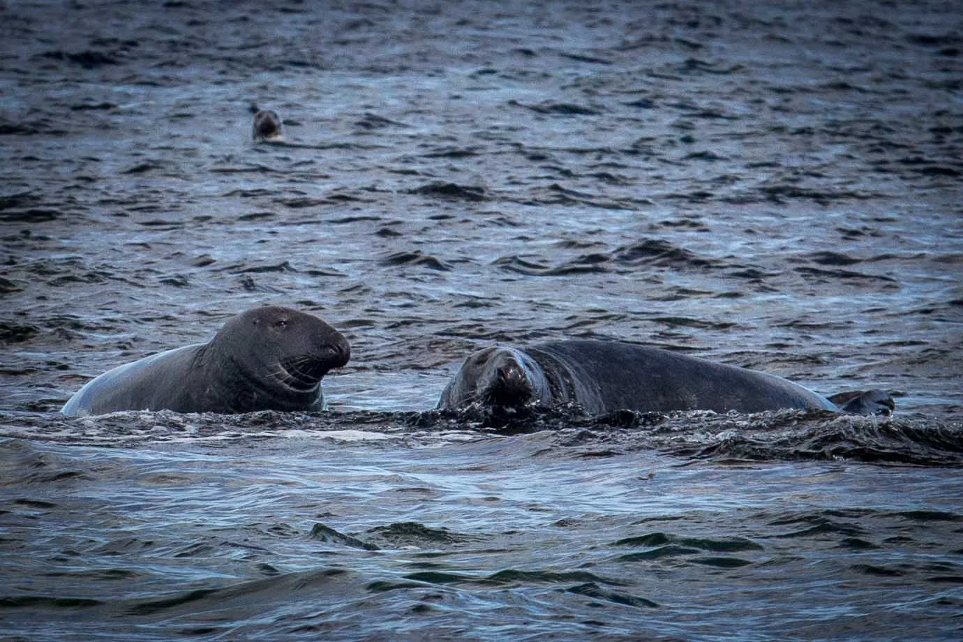 Grey seal bulls, maybe it's just me but they don't look quite as cute as the pups!