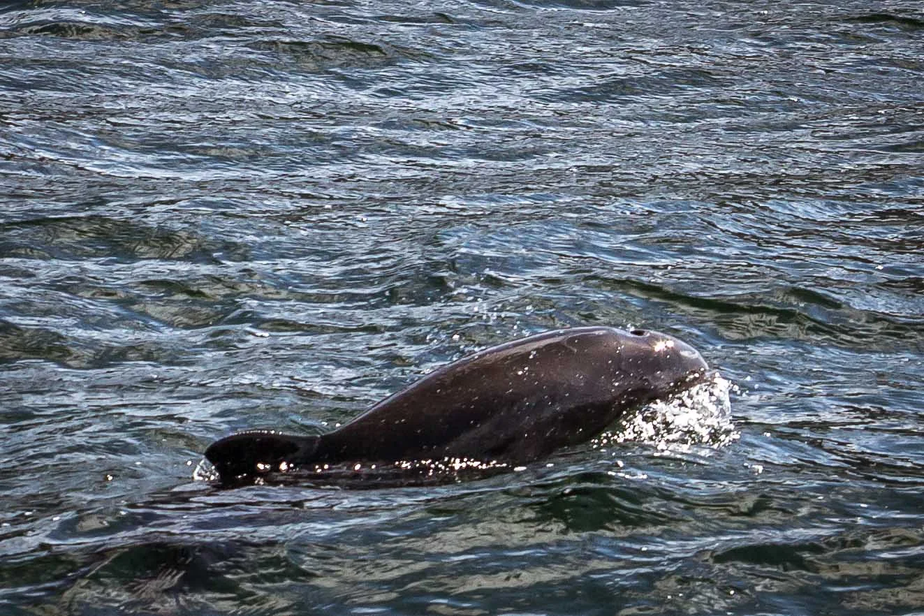 Habour porpoise