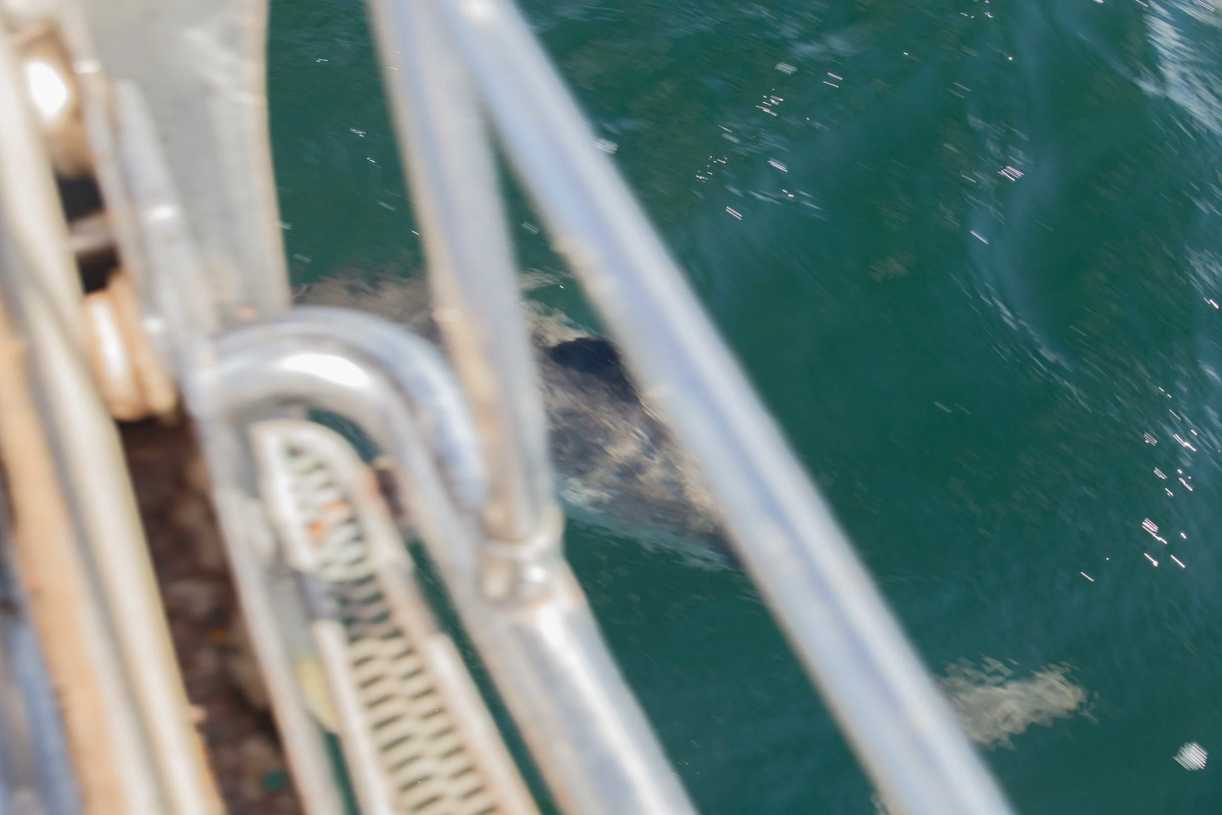Common dolphin bow riding with Narwhal
