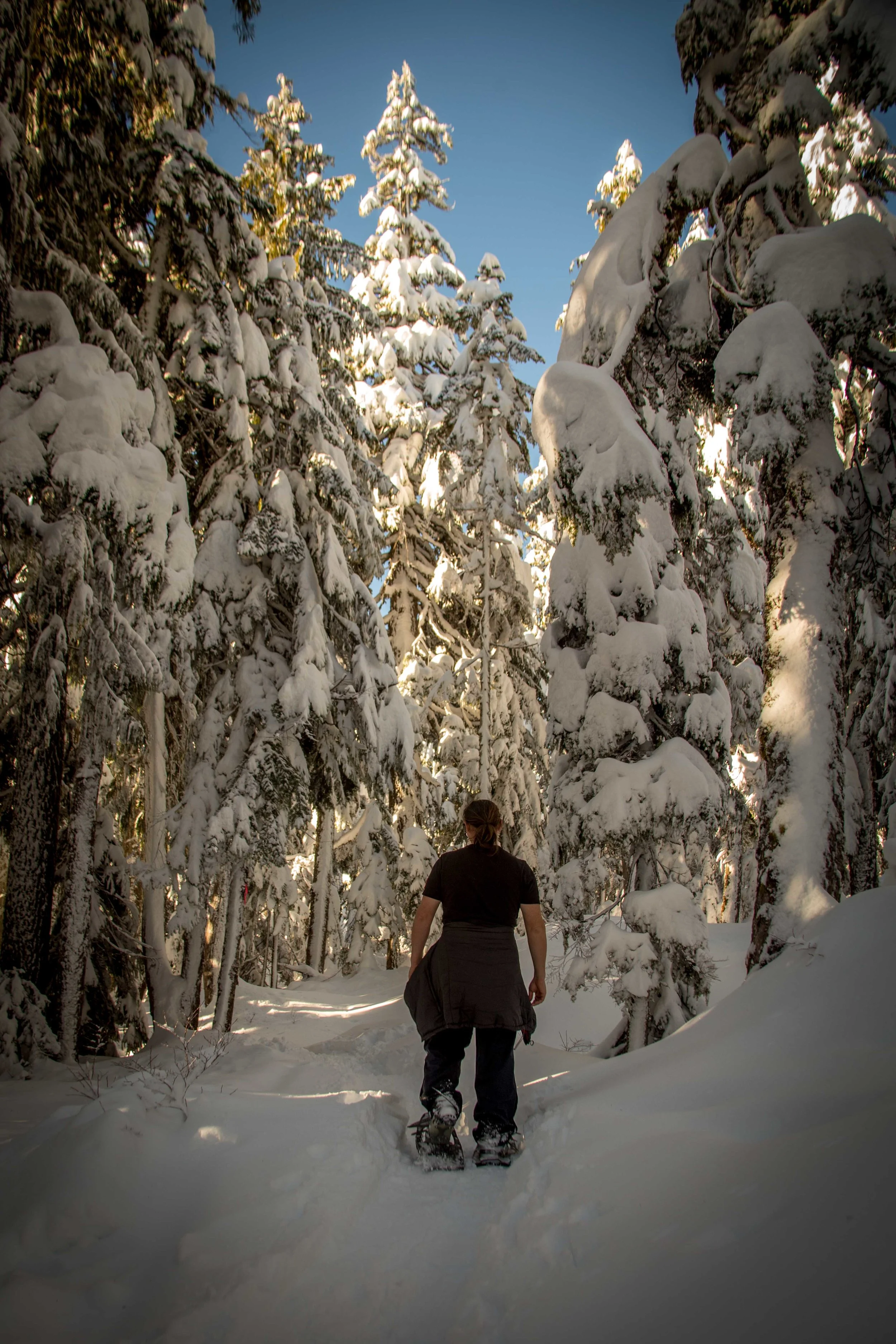 Heading into the forest