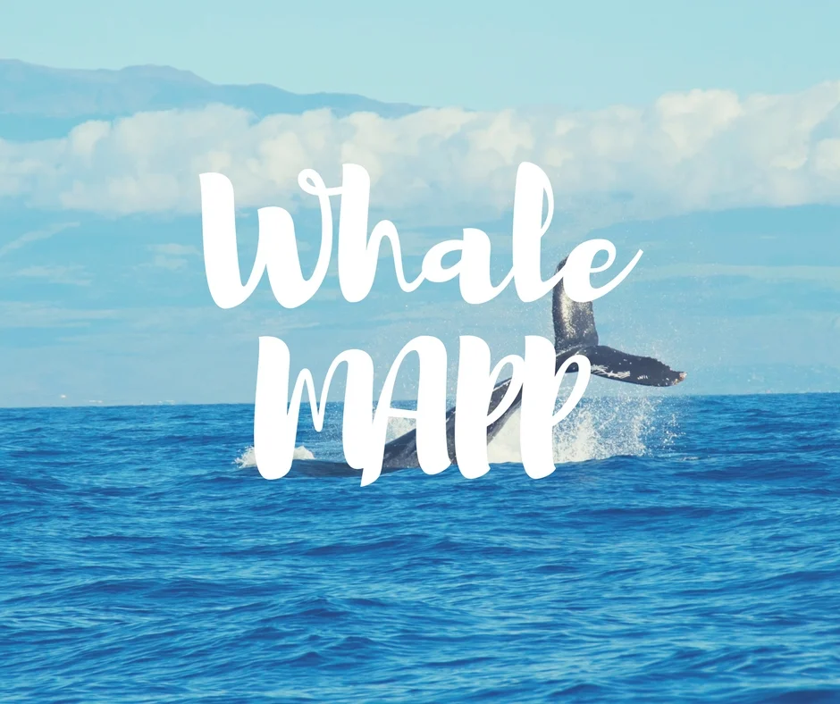 WhaleMAPP.jpg