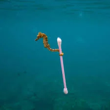seahorse.jpeg