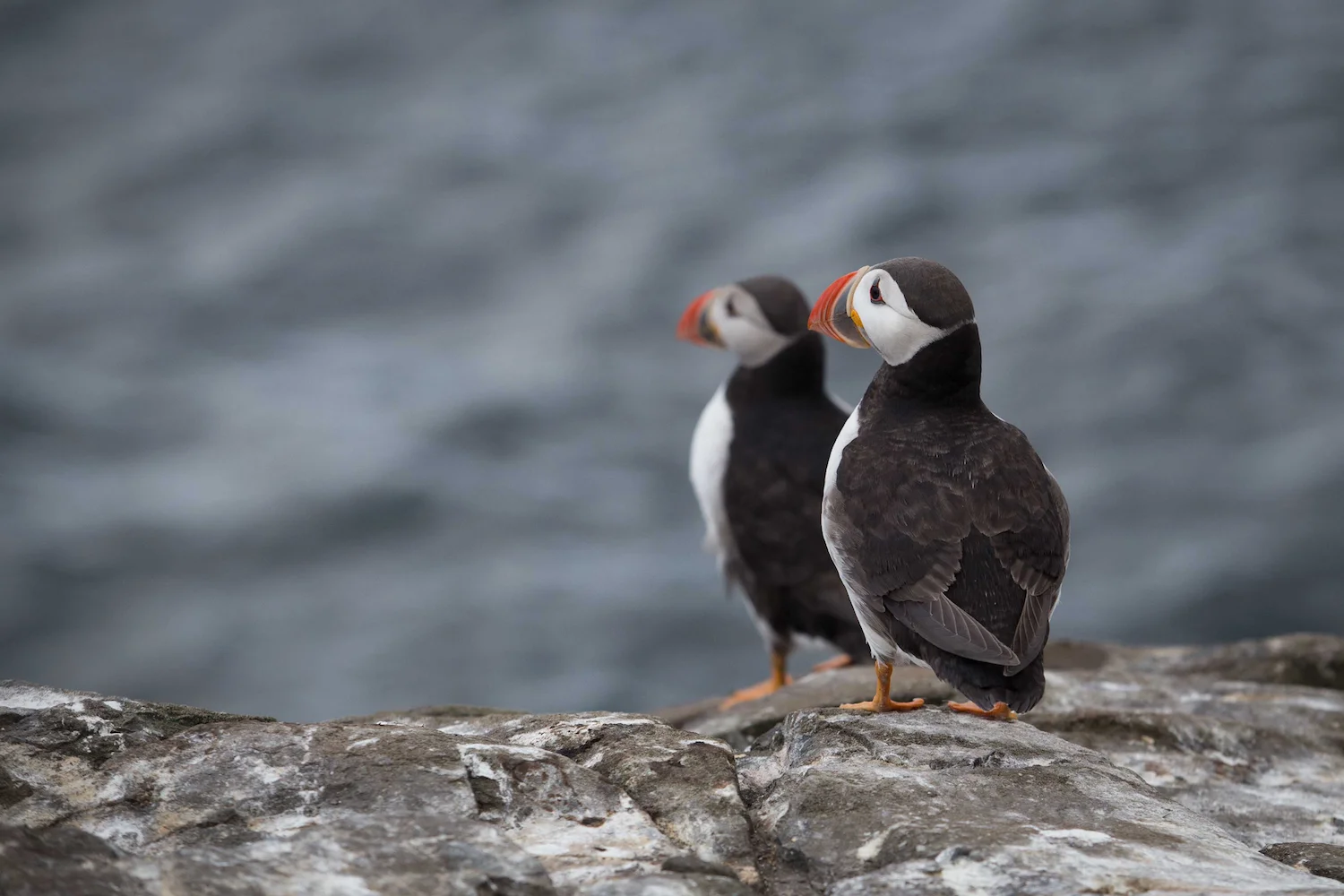 Puffins