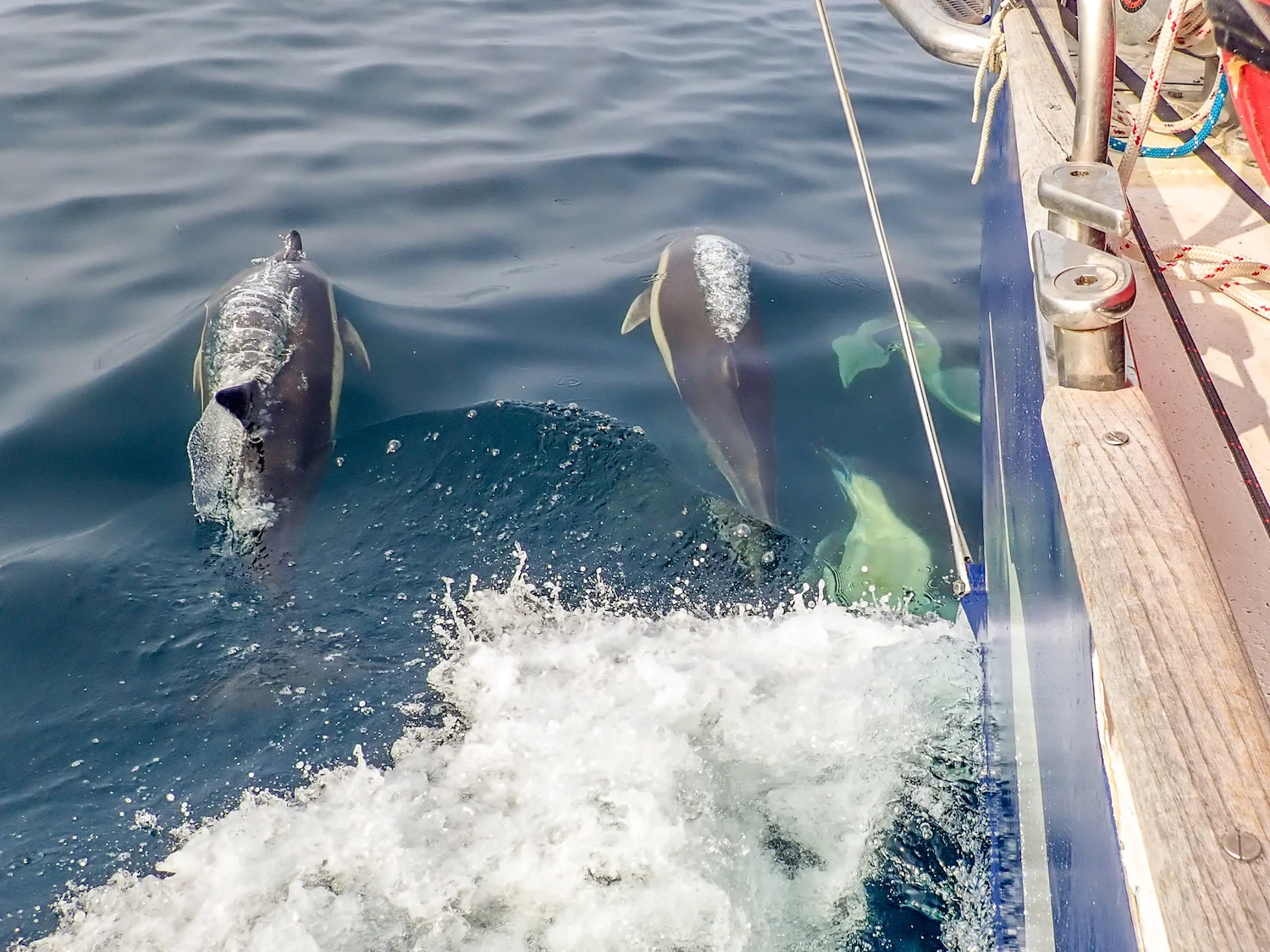 Sailing with dolphins