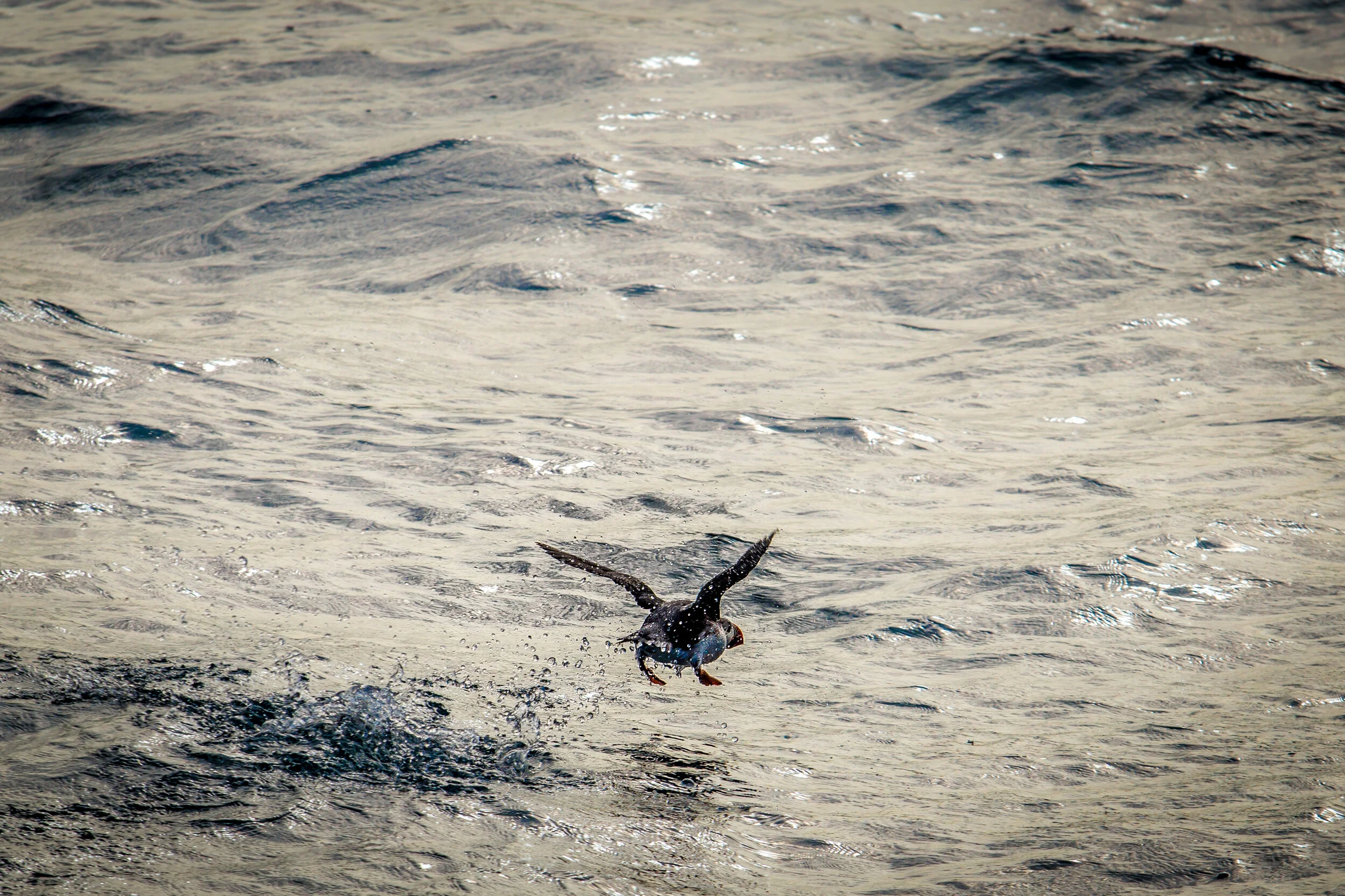 Capturing the moment of take-off