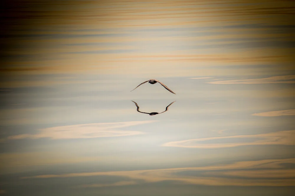 Sailing_expedition_wildlife_4.jpg