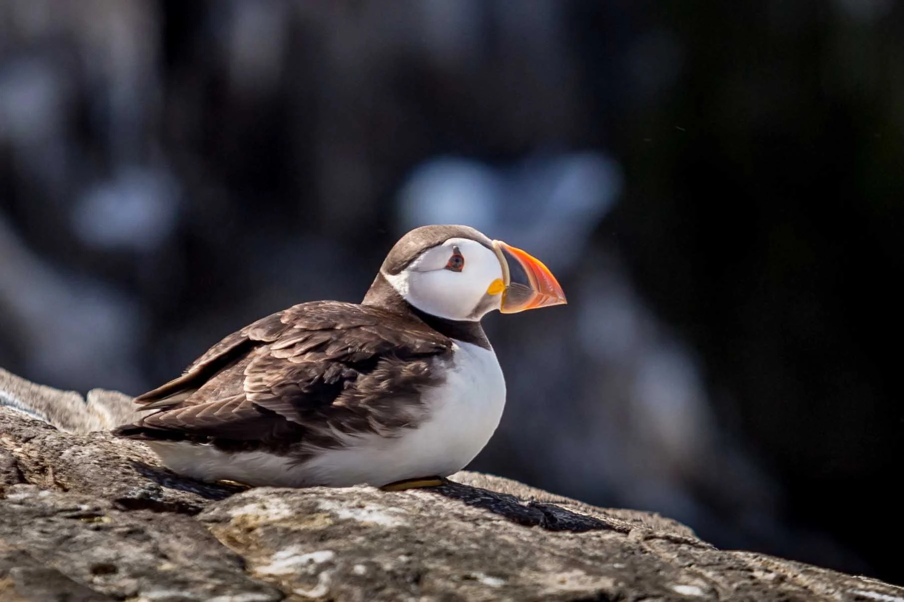 Sailing_expedition_wildlife_9.jpg