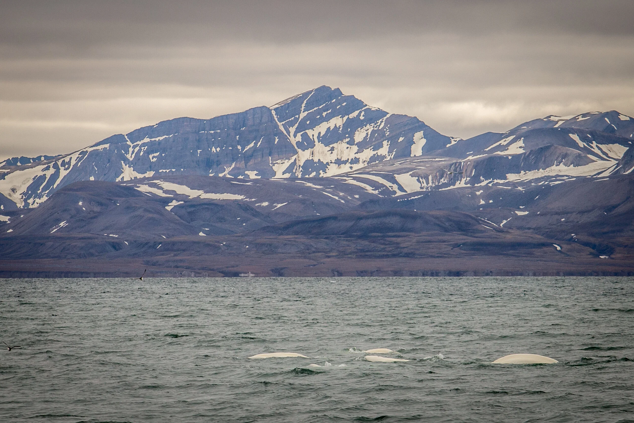 Sailing_expedition_wildlife_6.jpg