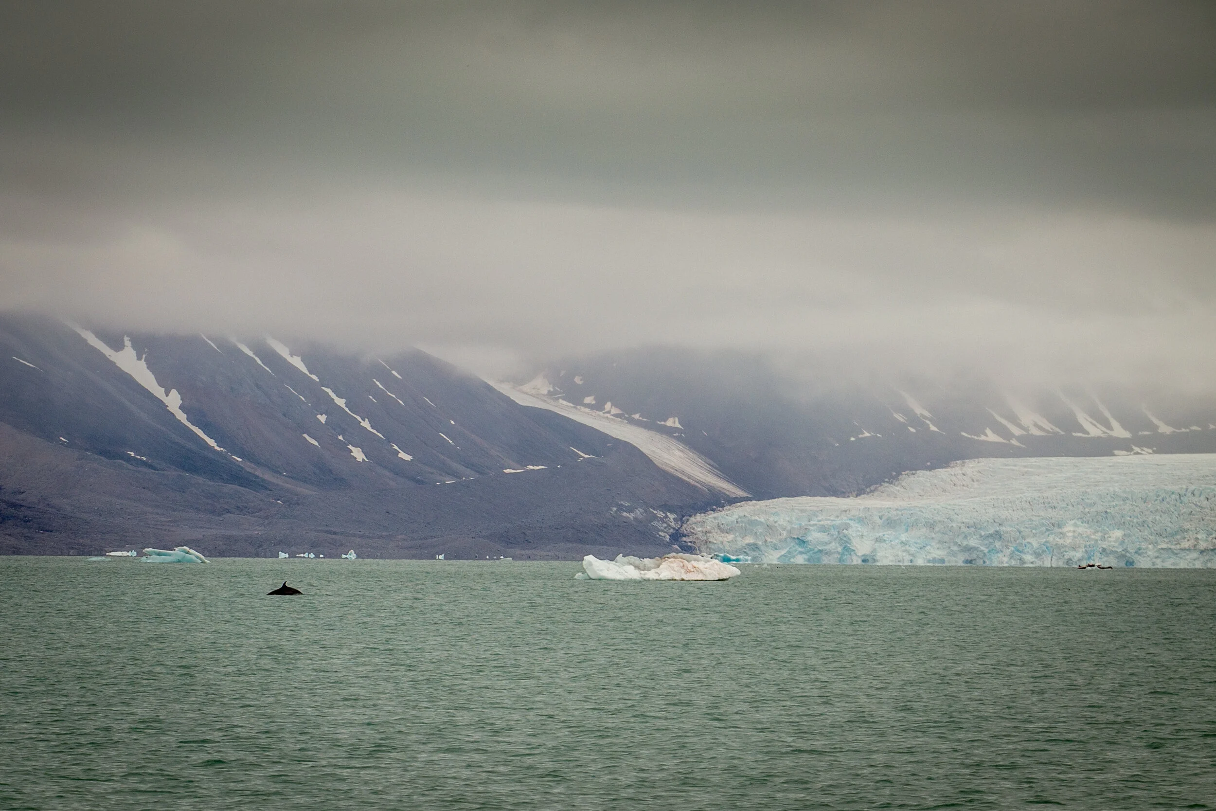 Sailing_expedition_wildlife_12.jpg