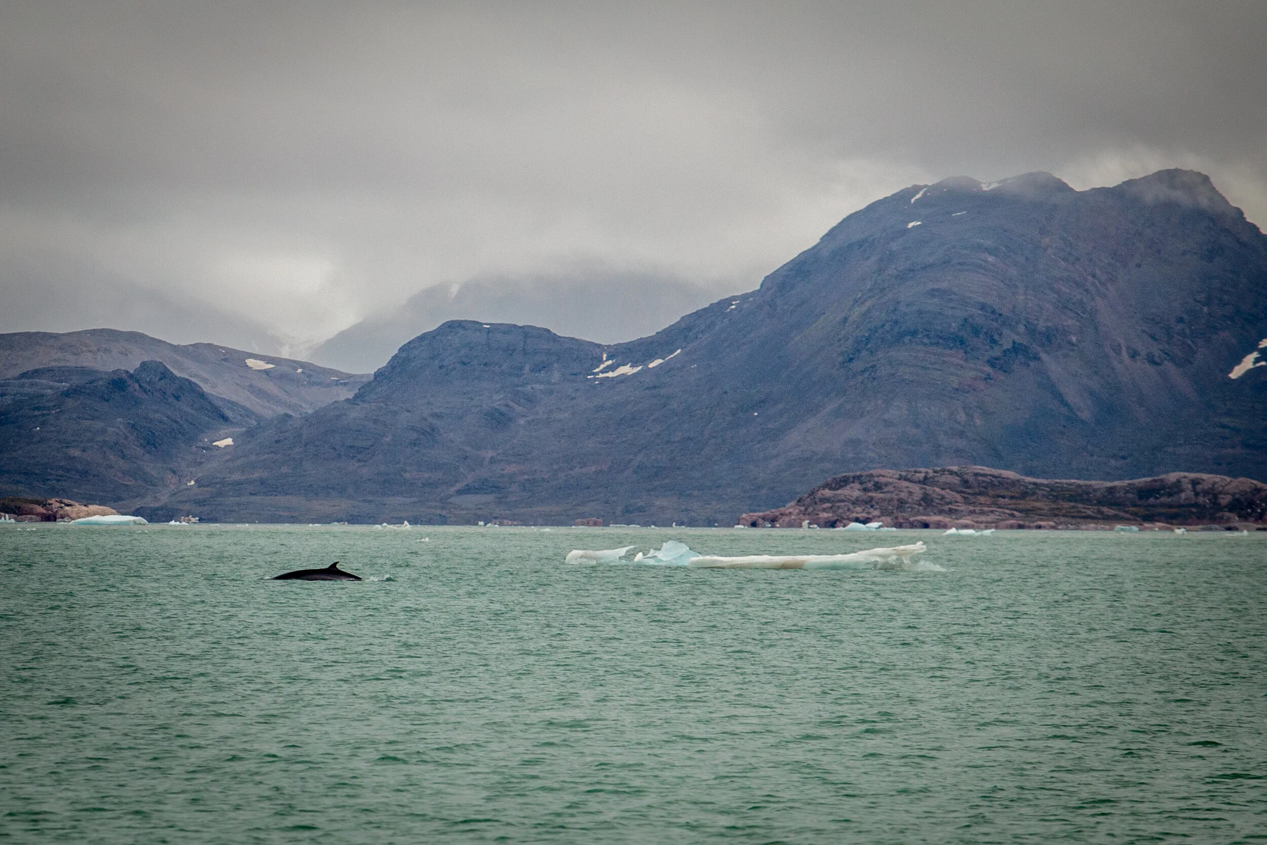 Sailing_expedition_wildlife_13.jpg
