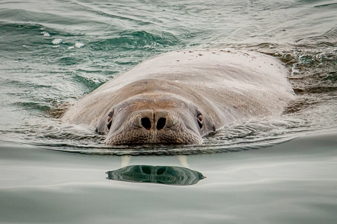 Sailing_expedition_wildlife_21.jpg