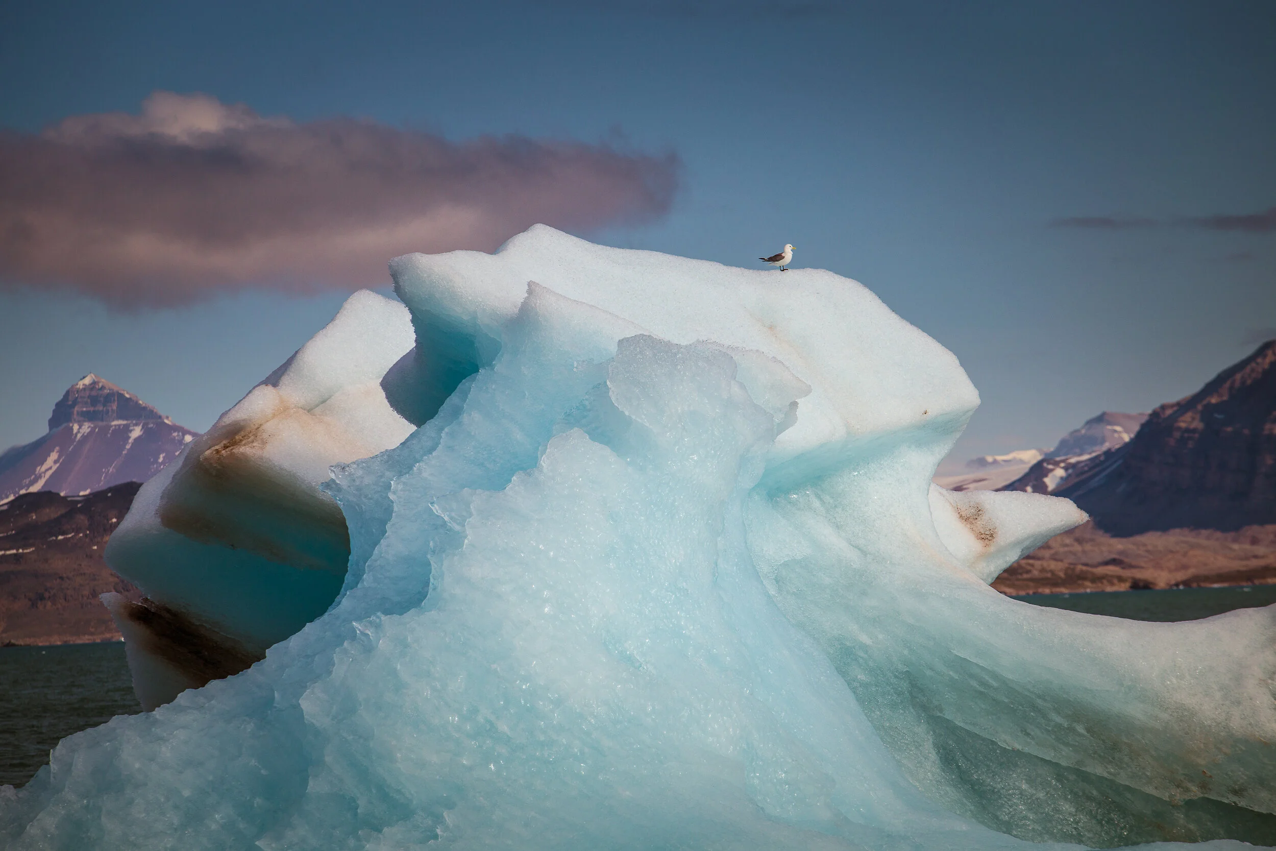 Sailing_expedition_wildlife_24.jpg