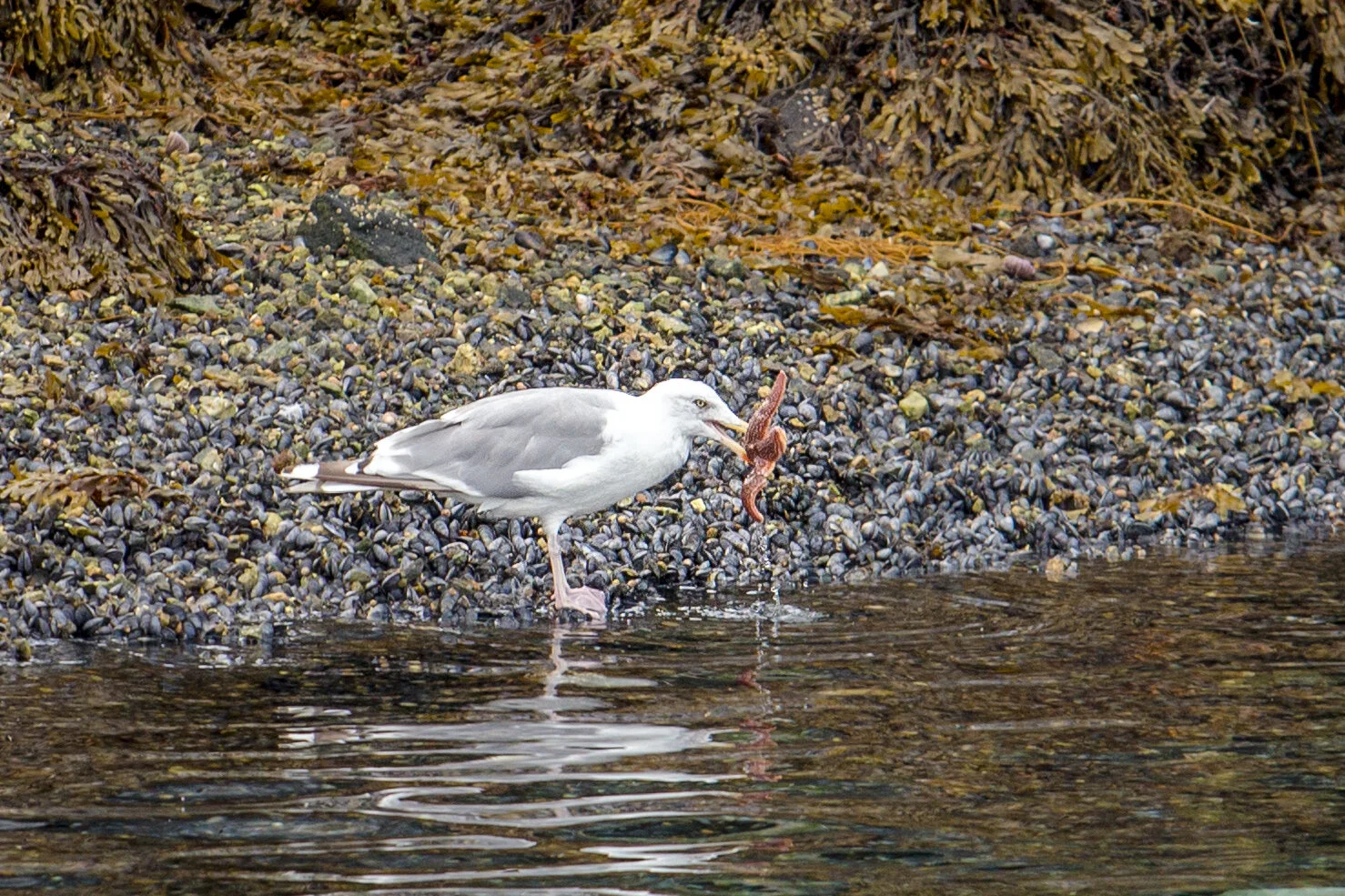 Sailing_expedition_wildlife_31.jpg