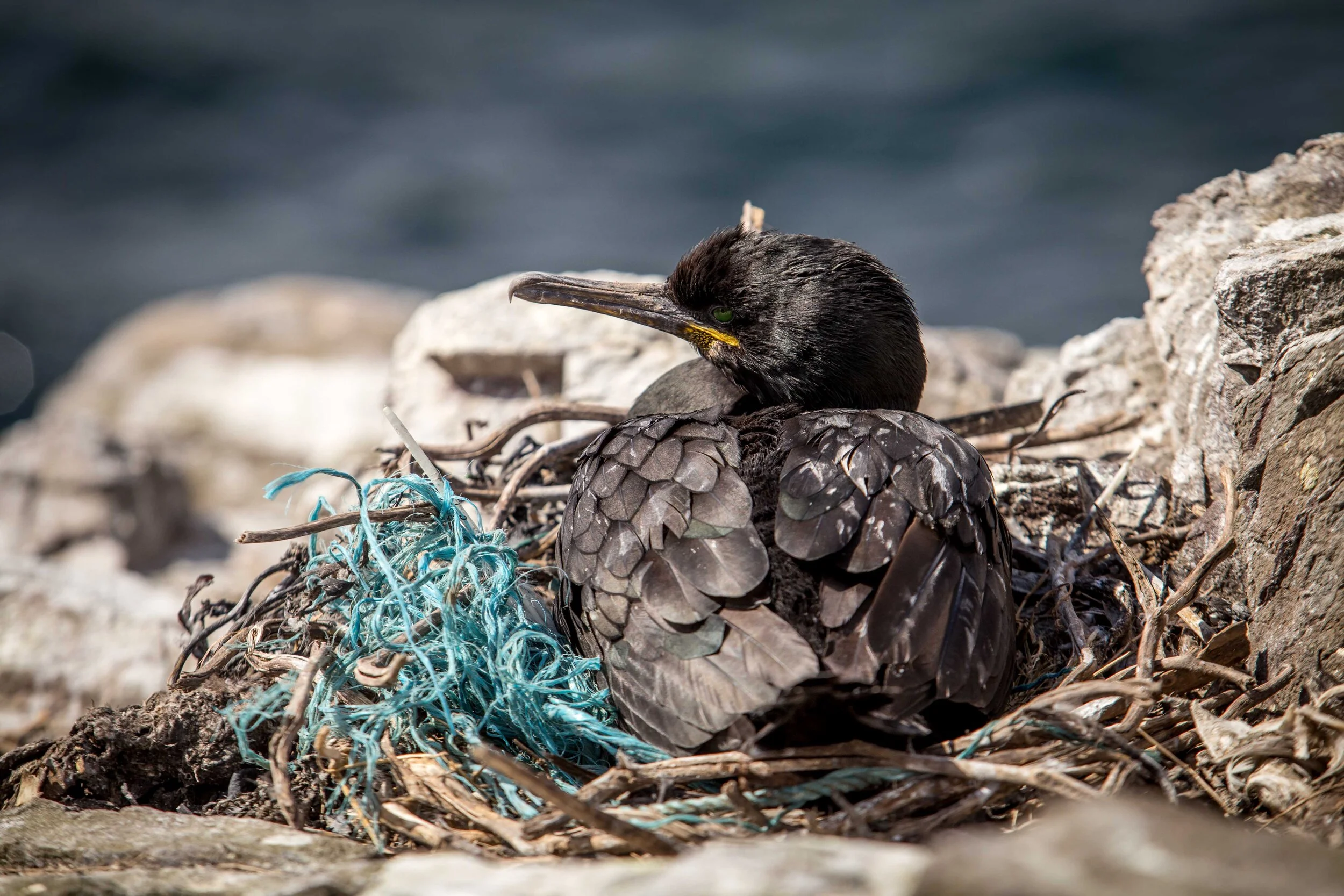 Plastic_clean_up_expedition_2.jpg