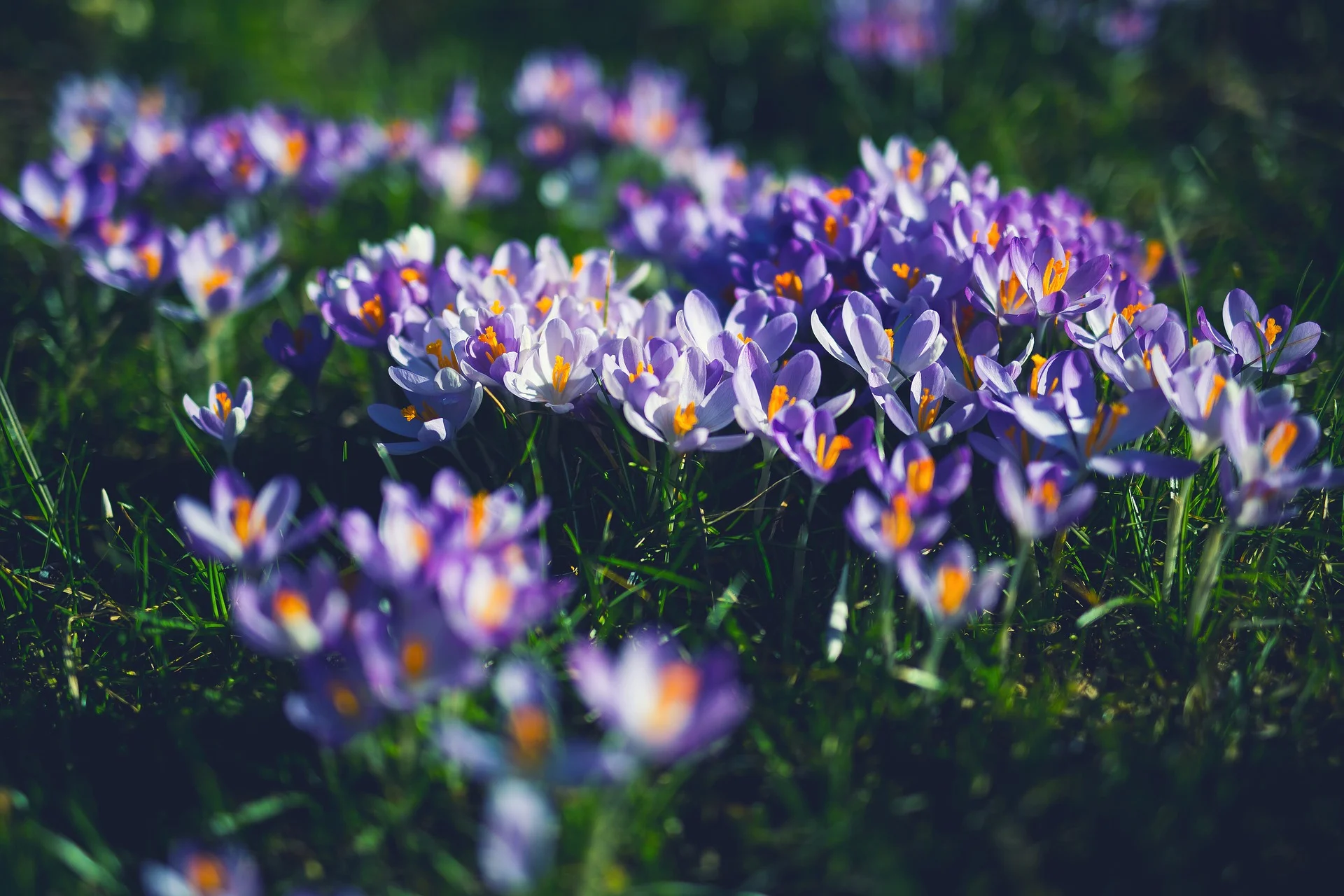 Crocus Flower Essence