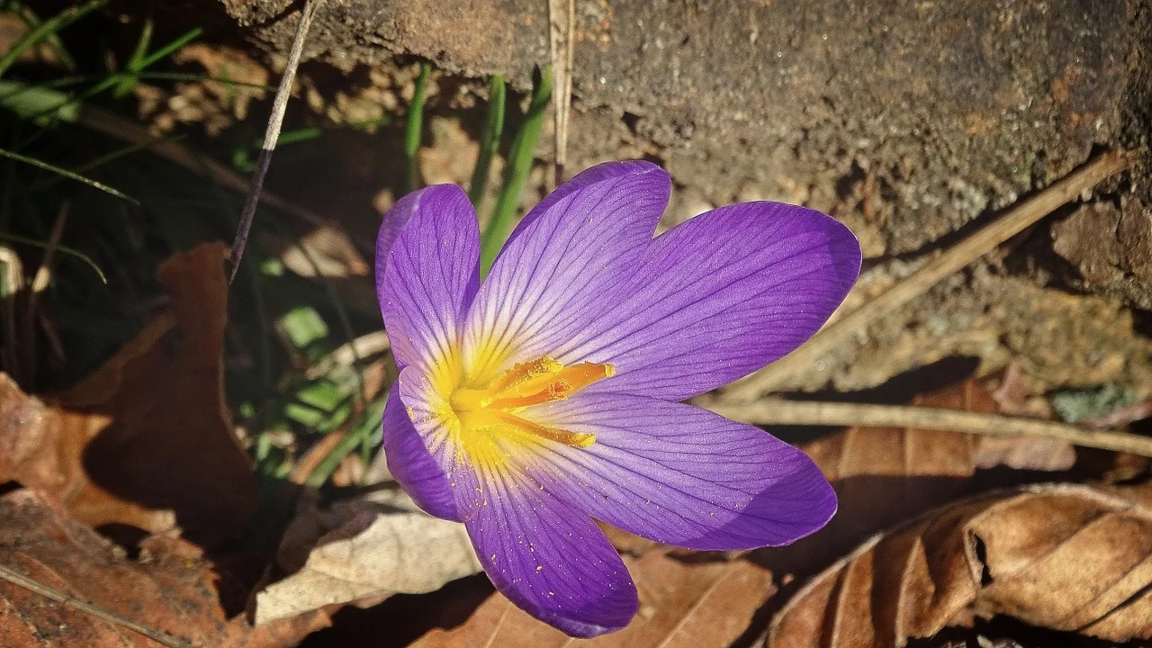 Crocus healing flower