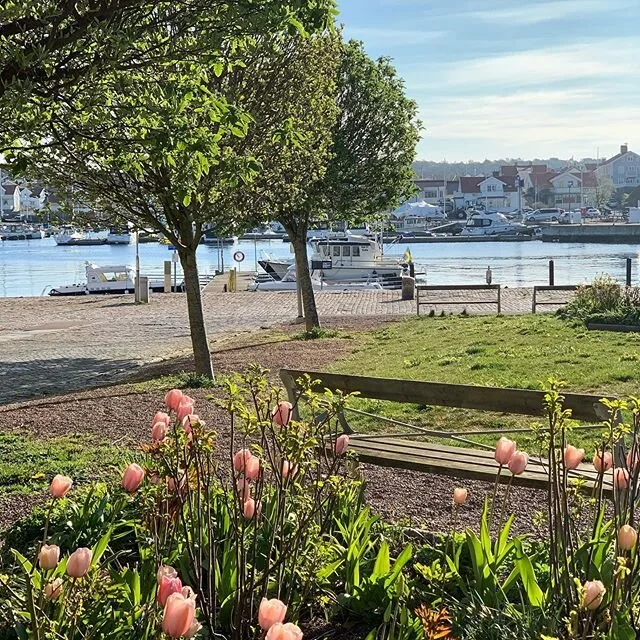 En bättre aprilmorgon i paradiset. Hoppas vi ses till helgen💕#grandhotelmarstrand #grandmarstrand #grandtenan #paradisparken #marstrand