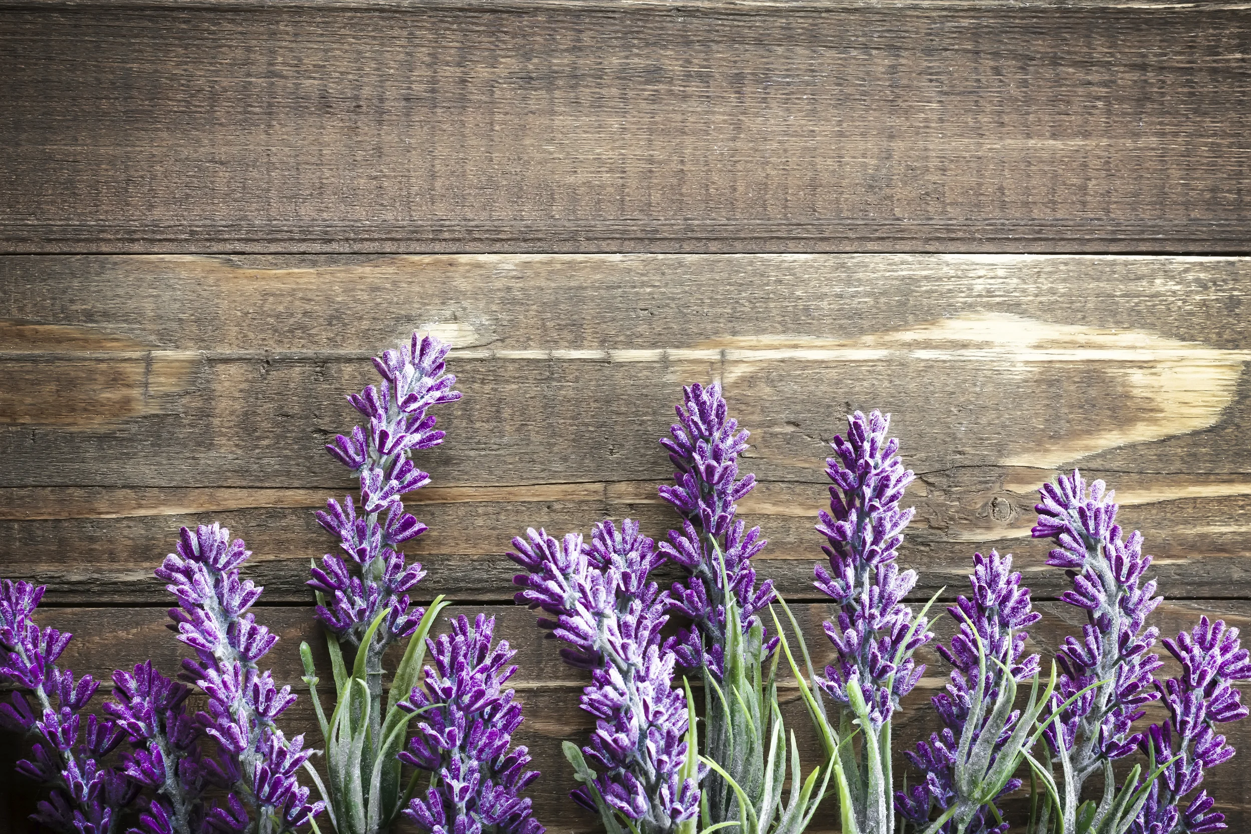 lavender-massage-cream copy.jpg