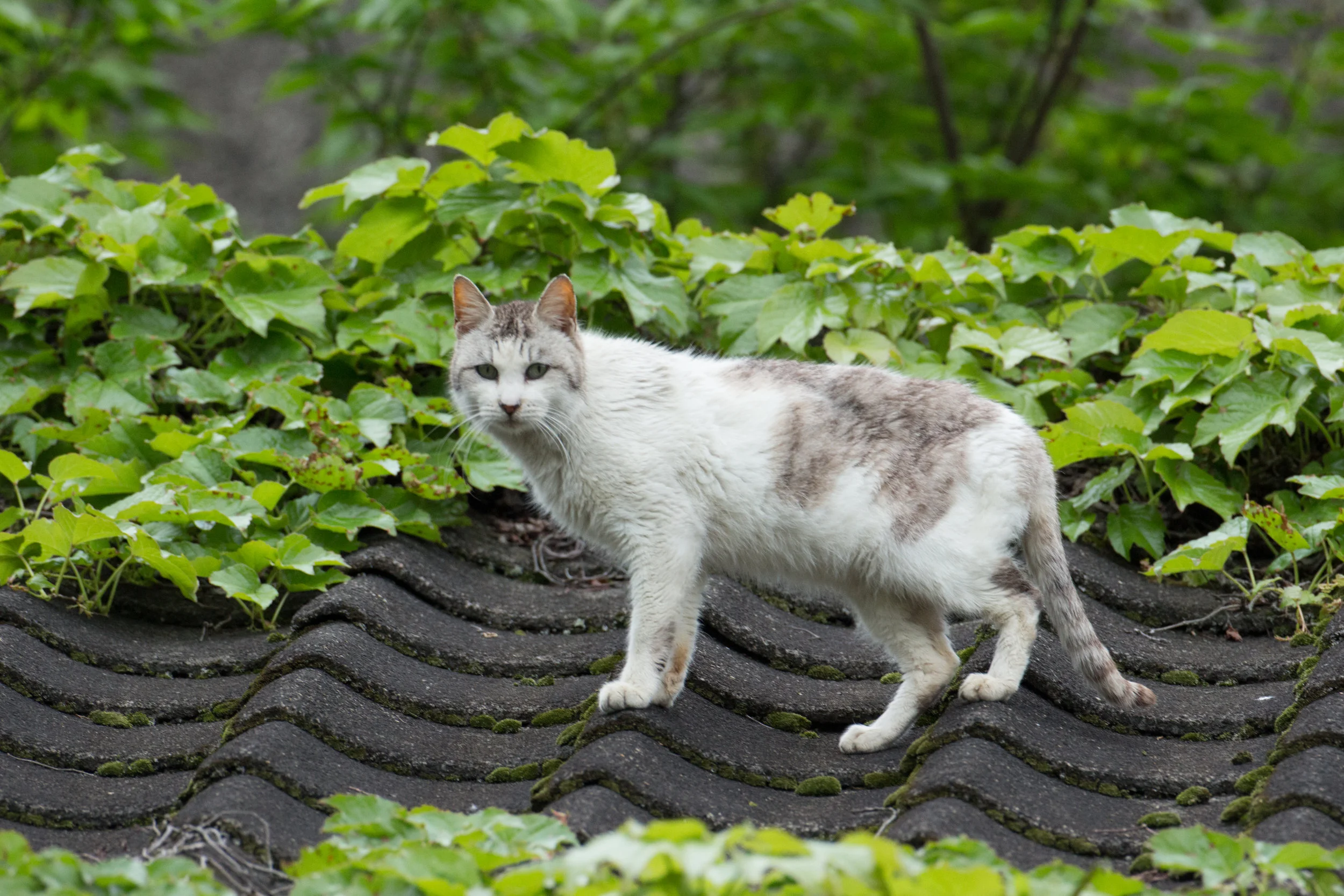 Cats!