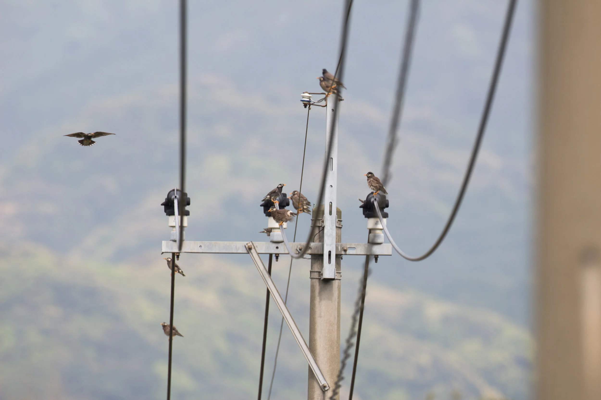 Sparrows on Lines