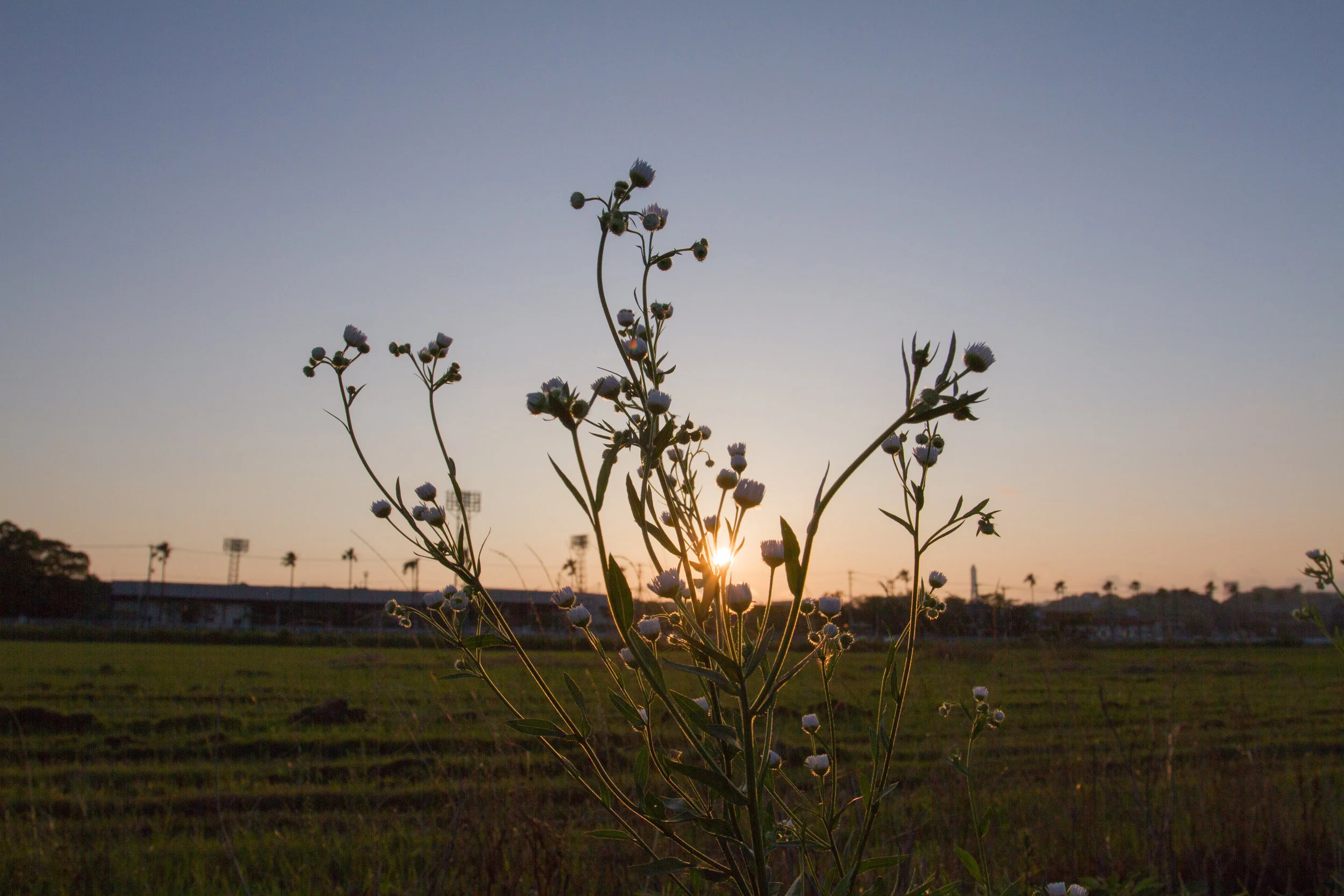 Sunset in Shiinokicho